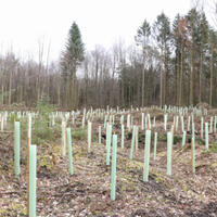 Foto 2 von 6 aus der Galerie zum Filmpost-Artikel NetAachen spendet 500 Bäume für den Eschweiler Stadtwald vom 27.03.2023