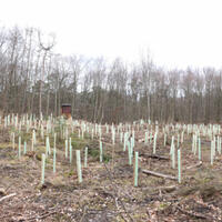Foto 5 von 6 aus der Galerie zum Filmpost-Artikel NetAachen spendet 500 Bäume für den Eschweiler Stadtwald vom 27.03.2023